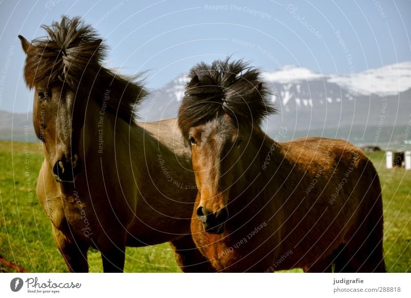 John and Ringo Environment Nature Landscape Climate Beautiful weather Mountain Snowcapped peak Iceland Animal Wild animal Horse Iceland Pony 2 Friendliness