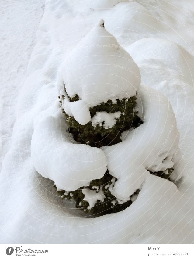 snow heaps Winter Ice Frost Snow Tree Cold Funny White Fir tree Box tree Pile of snow Colour photo Exterior shot Deserted