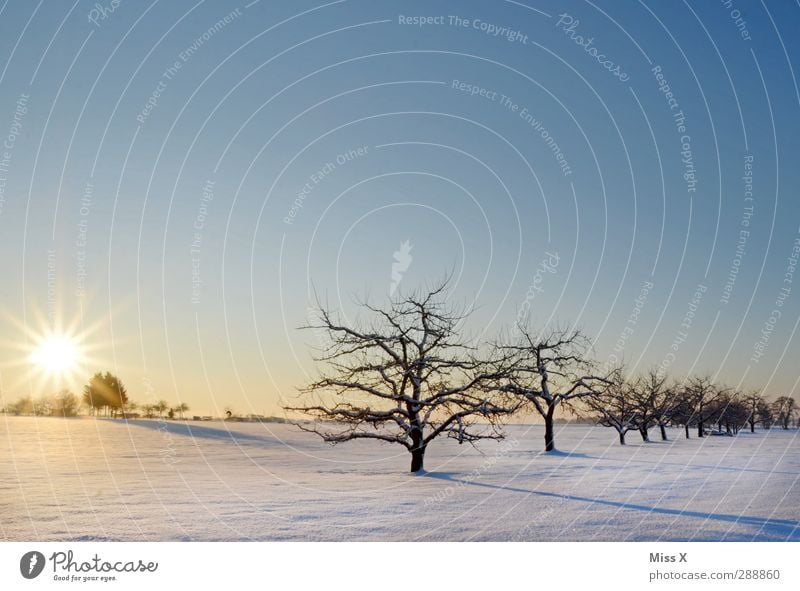 winter wonderland Landscape Sunrise Sunset Winter Beautiful weather Ice Frost Snow Tree Meadow Field Cold White Moody Fruittree meadow Branch Apple tree