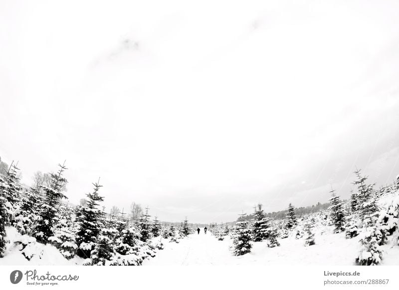 2 men in search of fir trees Human being Masculine Man Adults 30 - 45 years Environment Nature Landscape Sky Clouds Winter Snow Plant Tree Agricultural crop