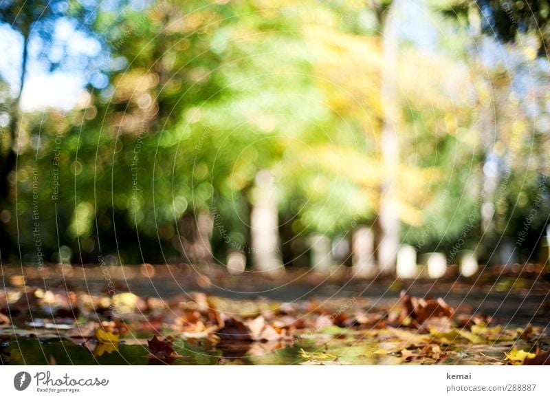 Last autumn Environment Nature Landscape Plant Water Sun Sunlight Autumn Beautiful weather Tree Leaf Foliage plant Park Puddle Yellow Green Autumnal Empty