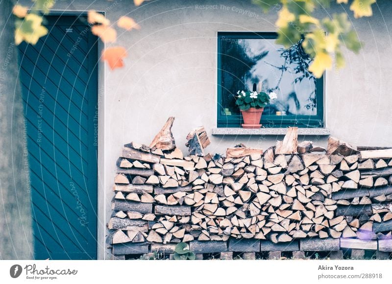 Wood in front of the hut Tree Nature House (Residential Structure) Wall (building) Window Flowerpot Autumn Storage Supply Protection Safety (feeling of) Blue