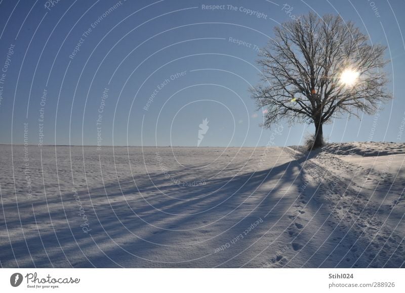 favourite tree Harmonious Relaxation Calm Meditation Winter Snow Winter vacation Hiking Landscape Horizon Sunlight Beautiful weather Ice Frost Tree Oak tree