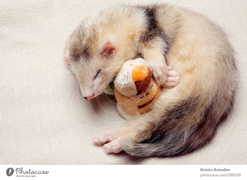 cuddling baby ferret Zoo Environment Nature Pelt Animal Pet Farm animal Wild animal Western polecat 1 Touch To enjoy Fantastic Brash Happy Clean Beautiful Love