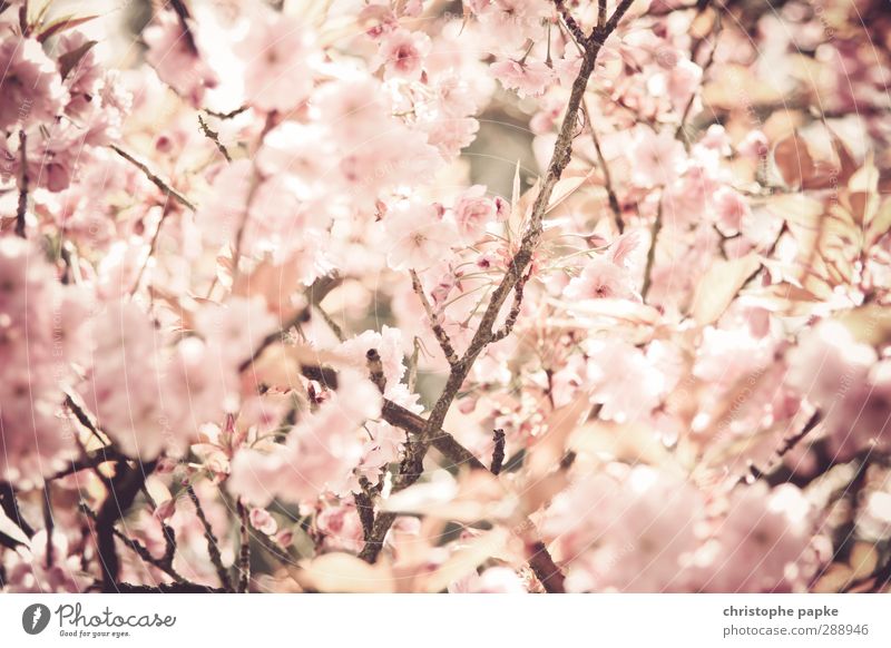 Osaka style Nature Plant Spring Tree Blossom Foliage plant Park Blossoming Beautiful Spring fever Fragrance Cherry blossom Apple blossom Almond blossom