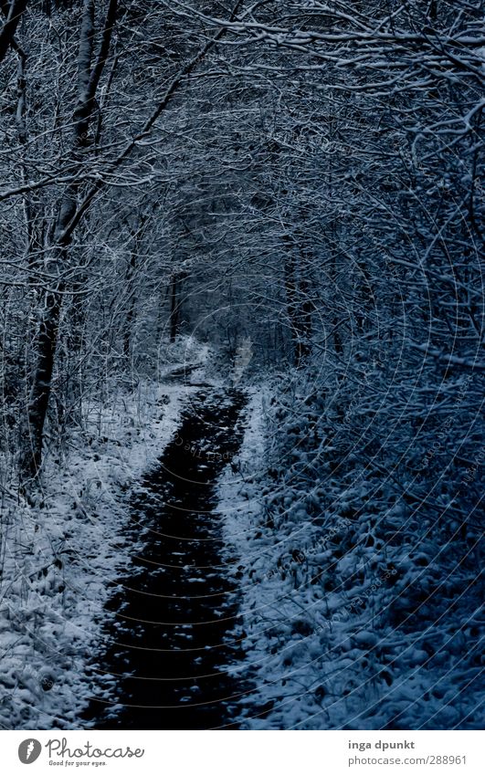 forest path Environment Nature Landscape Plant Winter Forest Environmental protection Lanes & trails Snowfall Seasons Forest walk Exterior shot Deserted Day