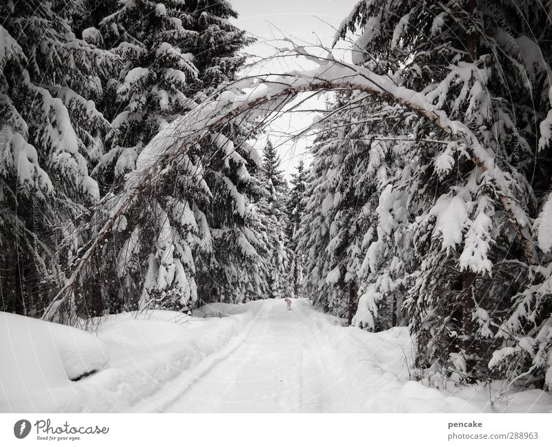 Dang it, sew it up, freeze it. Elements Winter Climate Weather Snow Tree Forest Alps White Birch tree Freeze Ice Gate Colour photo Subdued colour Exterior shot