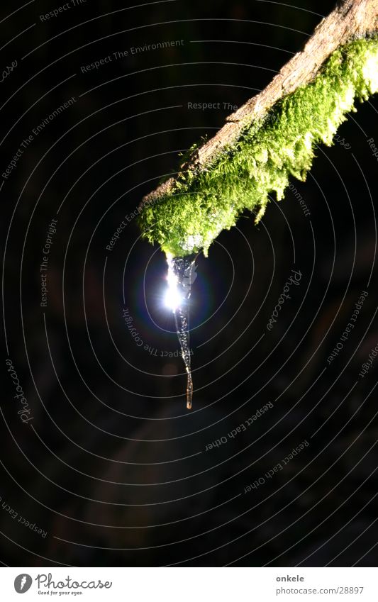 like ice in the sunshine Icicle Winter Cold Melt Green Sun Ice Root