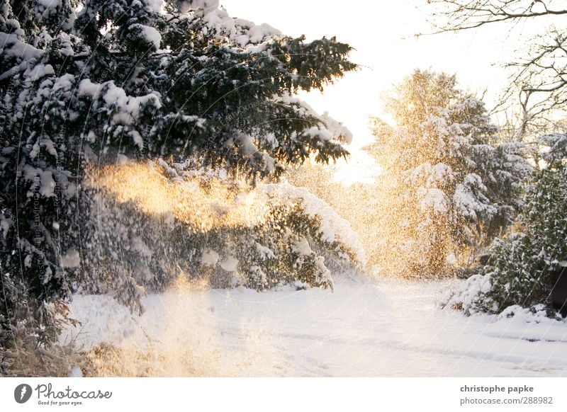 SNOW WIZARD Winter Snow Winter vacation Environment Nature Sunlight Beautiful weather Ice Frost Snowfall Tree Cold Fir tree Fir branch Colour photo