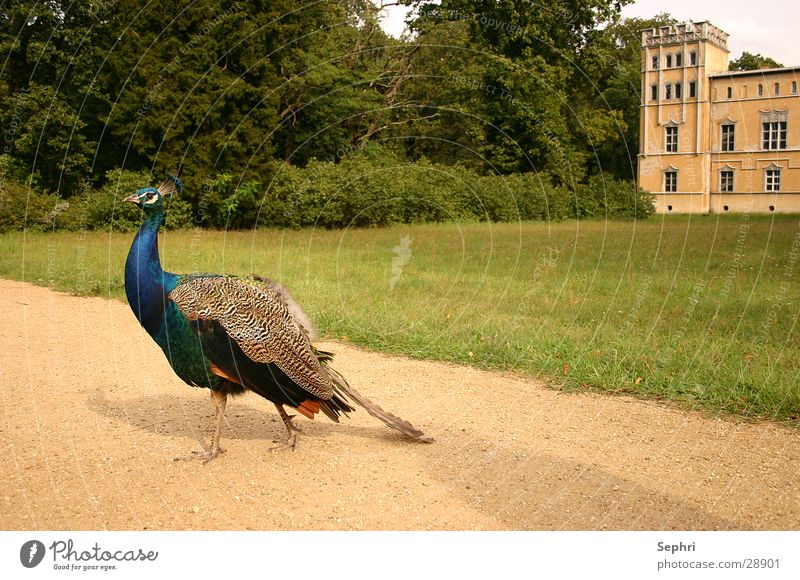 peacock Peacock Bird Transport Peacock Island Berlin Castle Nature