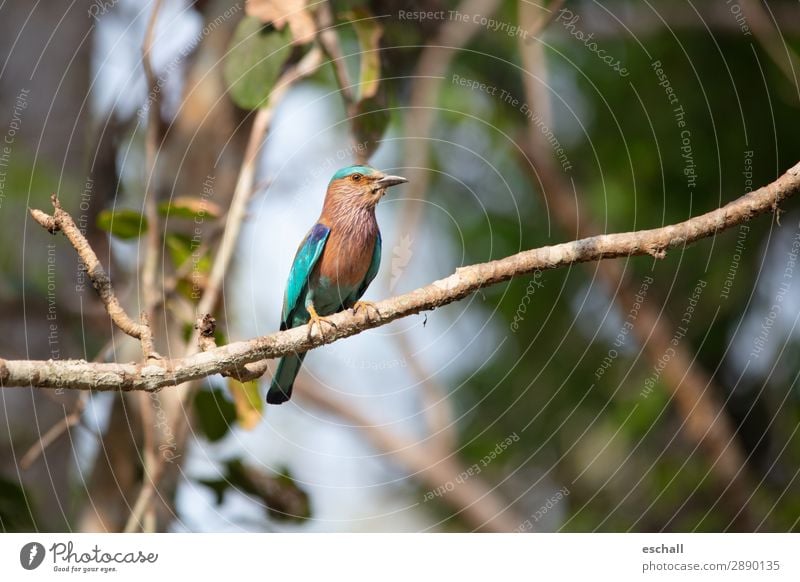 Kingfisher in pose Animal Wild animal Bird 1 Observe Looking Sit Esthetic Exotic Beautiful Natural Blue Brown Multicoloured Green Violet Orange Turquoise