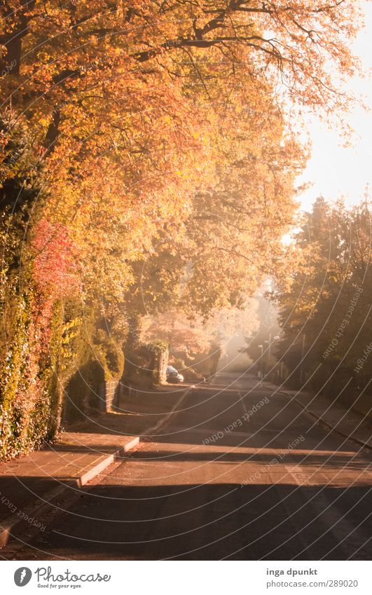 Empty streets Environment Plant Autumn Tree Bushes Garden Suburb Town Pavement Street Living or residing Leaf Autumn leaves Deserted Natural Lanes & trails