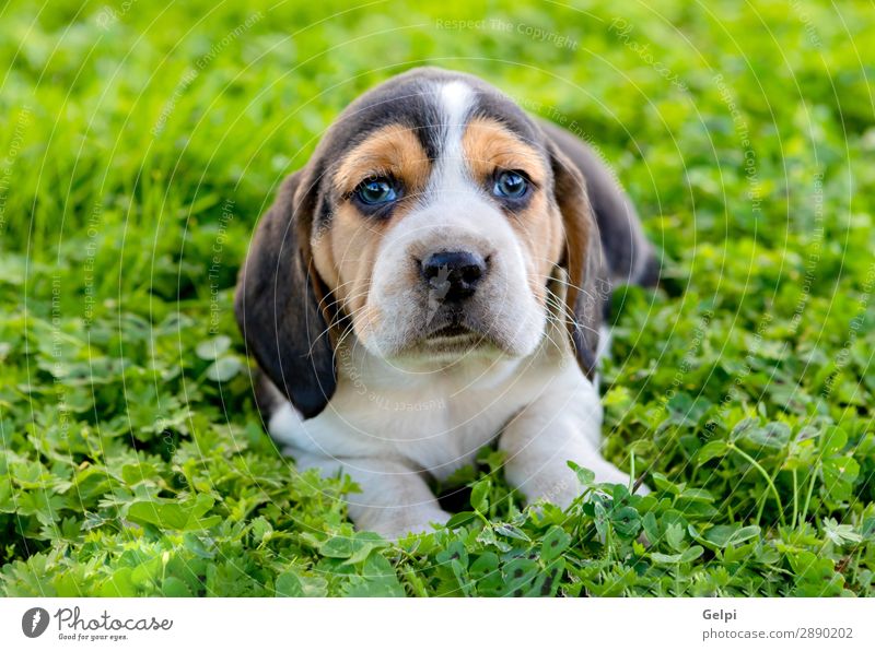 Beautiful beagle puppy on the green grass Garden Friendship Nature Landscape Animal Grass Pet Dog Small Cute Crazy Brown White Obedient Energy Puppy Beagle