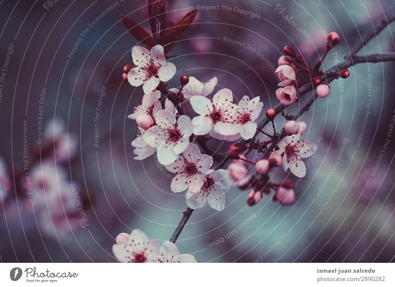 pink flower plant in springtime Flower Pink Blossom leave Plant Garden Floral Nature Decoration Romance Beauty Photography Fragile Neutral Background Spring