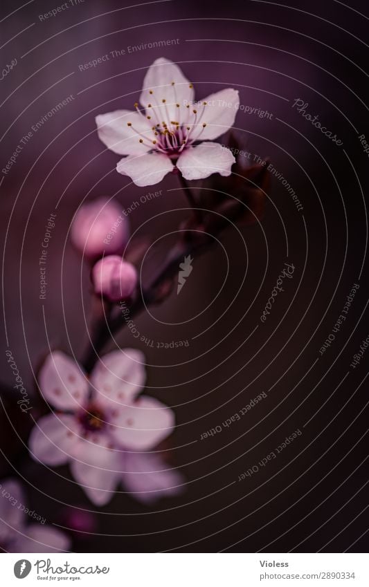 Hanami Nature Plant Spring Blossom Pink Joie de vivre (Vitality) Cherry Ornamental cherry flowering cherry rosaceous plant cherry blossom Colour photo Close-up