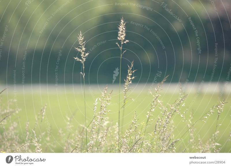 still air Grass Blade of grass Meadow Calm Summer Spring