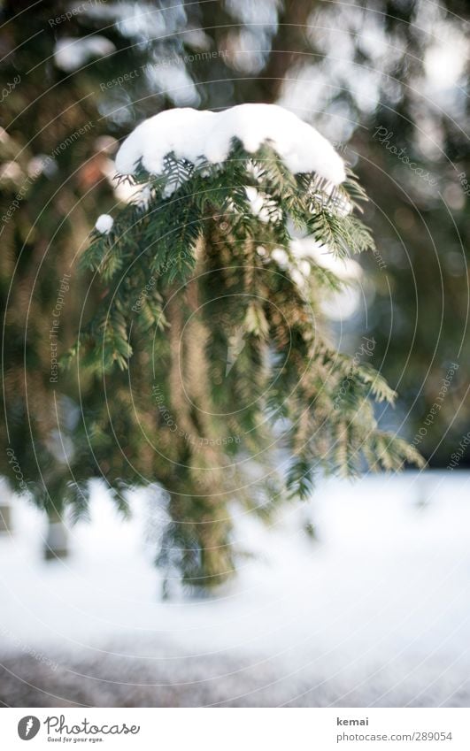 A load of snow Environment Nature Plant Winter Ice Frost Snow Tree Fir tree Spruce Coniferous trees Fir needle Twig Branch Park Cold Point Green White Heavy