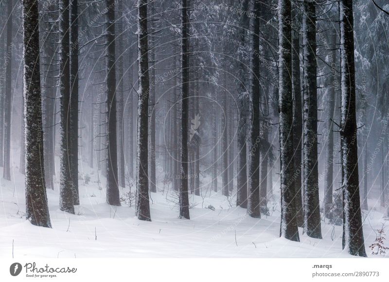 silent and rigid Environment Nature Elements Winter Fog Ice Frost Snow Coniferous forest Coniferous trees Forest Dark Cold Moody Change Colour photo