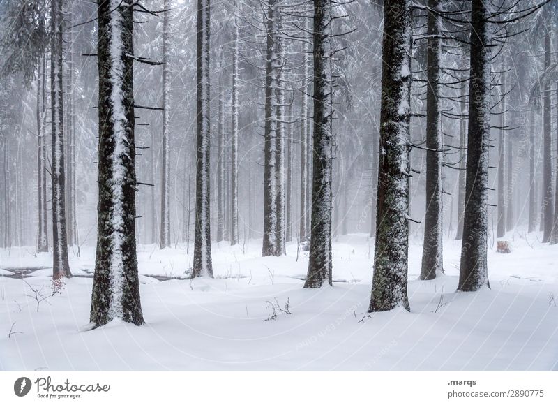 frozen trees Nature Winter Fog Snow Tree trunk Coniferous trees Forest Dark Cold Many Moody Mystic Black Forest Colour photo Exterior shot Deserted Day