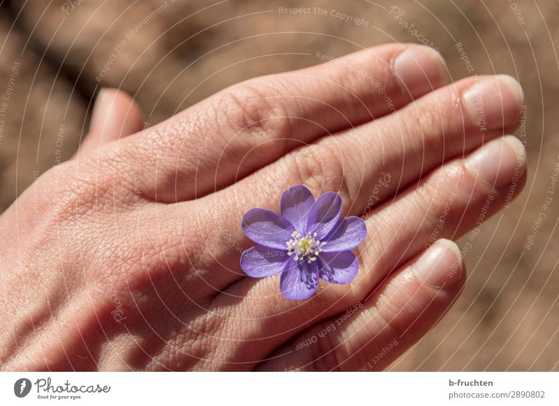 liverwort Harmonious Contentment Meditation Man Adults Hand Fingers Nature Sunlight Spring Plant Flower Blossom Park Forest Select Touch To hold on Happiness