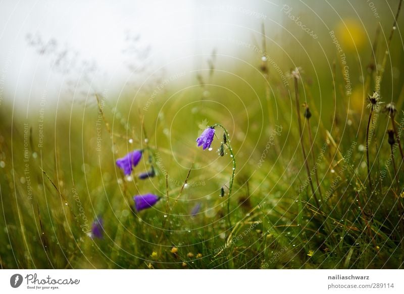 dew drops Environment Nature Landscape Plant Spring Summer Fog Rain Flower Grass Wild plant Bluebell Garden Park Meadow Field Blossoming Fragrance Illuminate