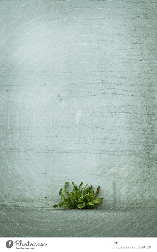 green vs. grey Plant Summer Leaf Dandelion Wall (barrier) Wall (building) Facade Concrete Town Gray Green Energy Power Life Survive Penetrating power