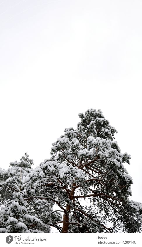 SnowWhite Sky Clouds Bad weather Tree Forest Large Cold Gray Colour photo Black & white photo Subdued colour Exterior shot Copy Space top Worm's-eye view