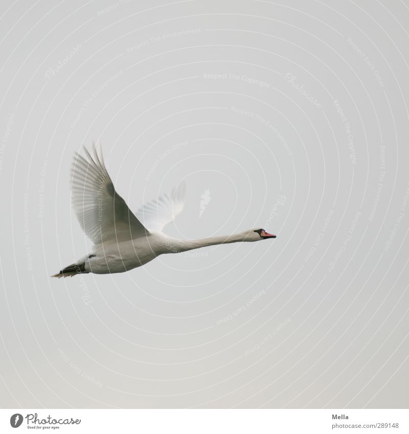 Ziiiiieeeeehhhhh! Environment Nature Animal Air Bird Swan 1 Flying Free Natural Gray Freedom Departure Colour photo Exterior shot Deserted Copy Space top Day