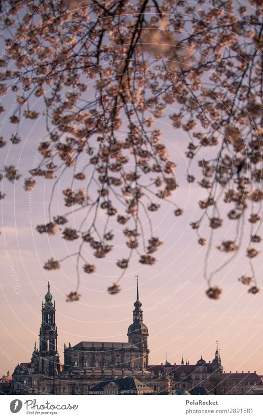 #A# Dresden Spring IV Art Esthetic Saxony Spring fever Spring day Cherry blossom Romance Idyll Germany Tourist Attraction Colour photo Subdued colour