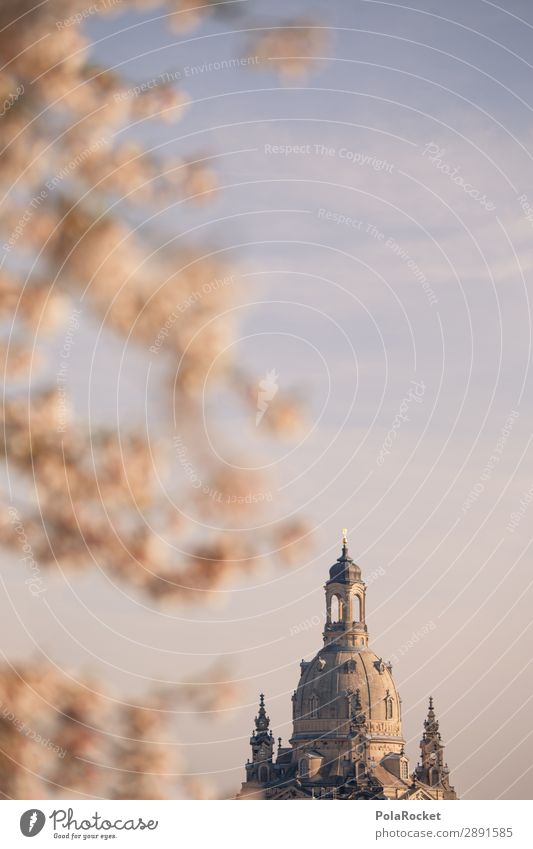 #A# Dresden Flower VI Art Esthetic Saxony Germany Elbufer Frauenkirche Blossoming Green pastures Domed roof Historic Buildings Old town Colour photo