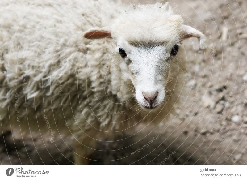 Innocence from the country Animal Pet Farm animal Wild animal Animal face Pelt Lamb's wool Sheep Cute Innocent Observe Stand Friendliness Cuddly Natural Soft