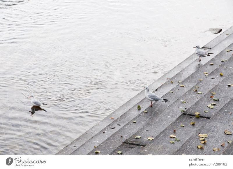 staircase joke Animal Wild animal Bird 3 Group of animals Stand Gray Seagull Gull birds River bank Levee Bank reinforcement Sea promenade Stairs Level Water