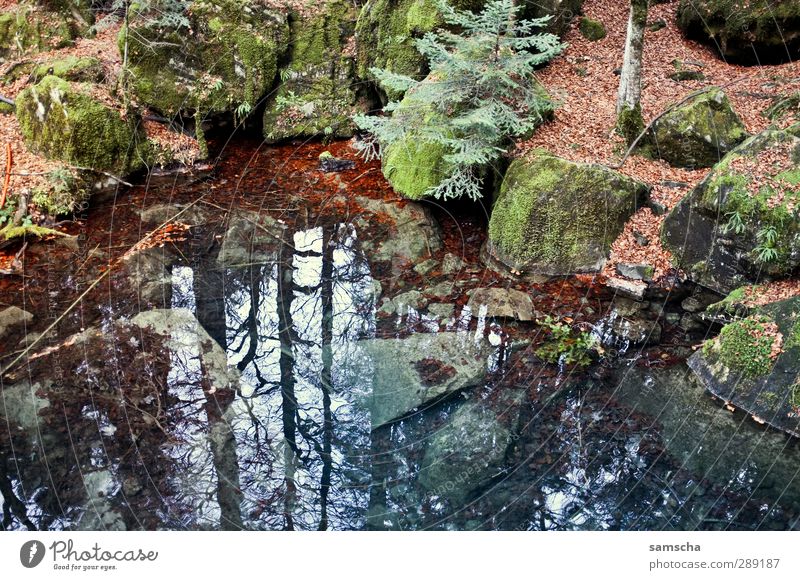 The mirror in the forest Hiking Environment Nature Landscape Plant Elements Earth Water Autumn Forest Rock Lakeside Pond Fluid Cold Wet Natural Wild Adventure