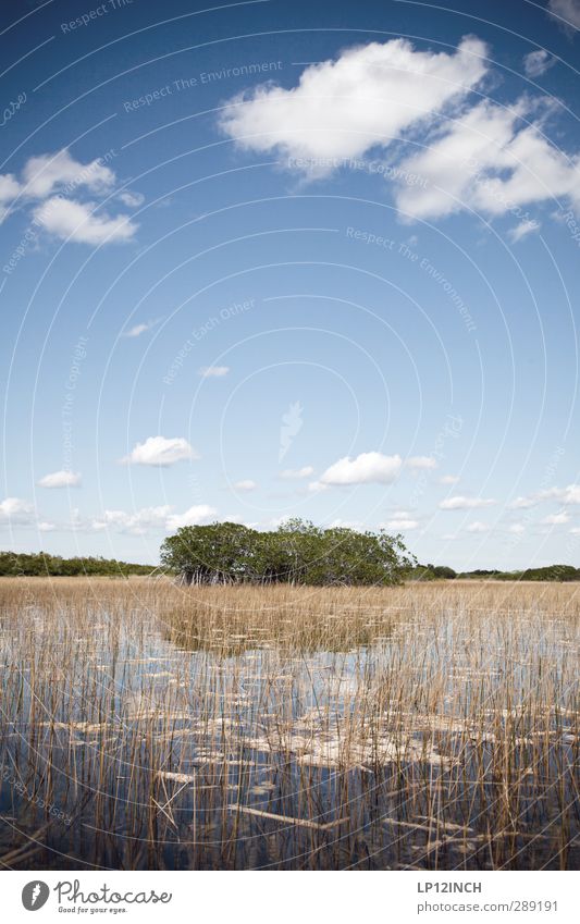 9 Mile Pond II. XXXXV Vacation & Travel Tourism Trip Adventure Far-off places Environment Nature Landscape Plant Animal Water Clouds River Everglades NP Florida