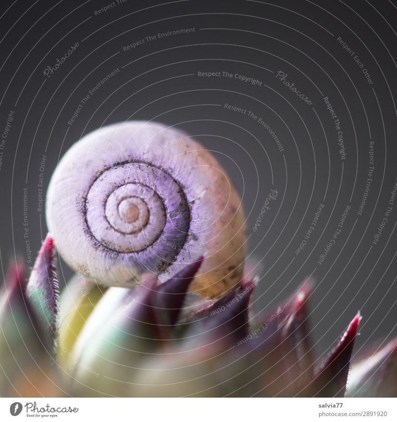 round and pointed Environment Nature Plant Leaf Sedum Sempervivum Above Round Point Thorny Design Symmetry Structures and shapes Contrast Spiral Converse