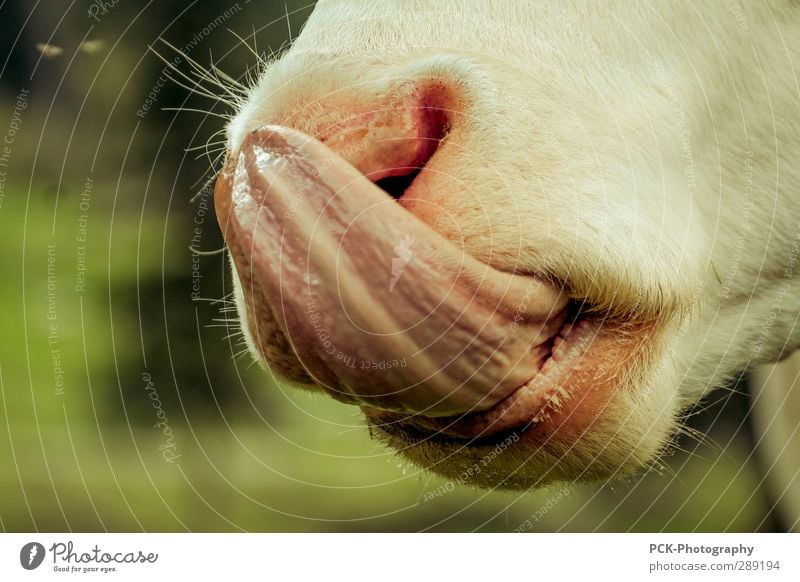 Lick Me Nature Animal Farm animal Cow 1 Laughter Tongue Cattle Pelt Nostril Calf Delicious Colour photo Exterior shot Day Animal portrait