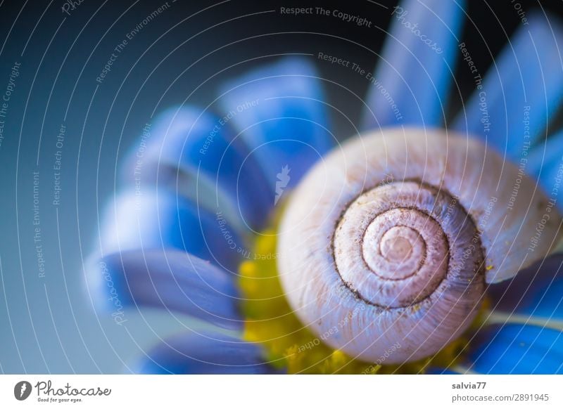 Snail shell in blue Environment Nature Spring Summer Flower Blossom Garden Animal Esthetic Natural Positive Blue Fragrance Art Protection Symmetry