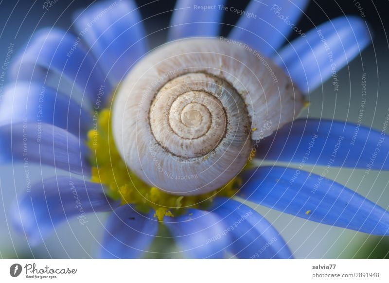 white snail shell lies on blue flower Environment Nature Flower Blossom Garden Animal Crumpet 1 Blossoming Fragrance Positive Round Blue Esthetic Symmetry