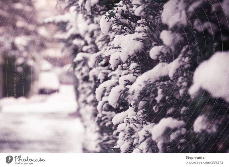 Winter was here. Snow Tuja Bushes Hedge Street Car Cold White Climate Transience Seasons Change Colour photo Exterior shot Day Twilight Shallow depth of field