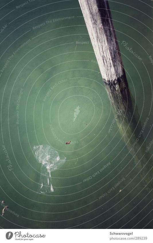 strangely weightless Water Swimming & Bathing Green Serene Calm Indifferent Comfortable Transience Lakeside Pole Wood Paper bag Statue Float in the water Summer