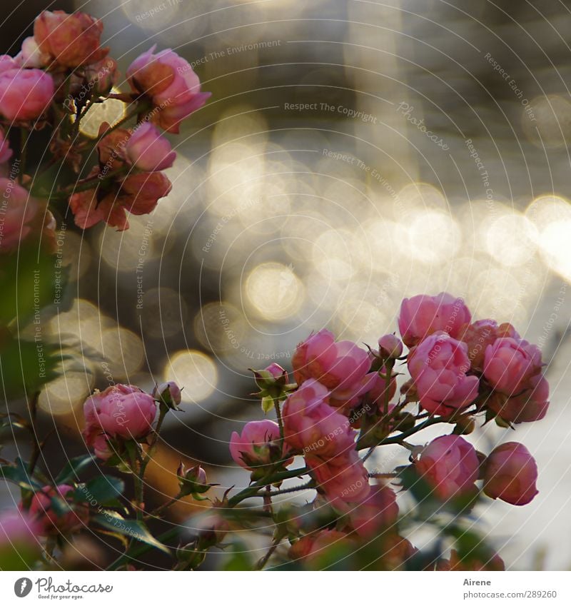 Roses at the old fountain Nature Plant Water Drops of water Beautiful weather Flower Blossom Park Blossoming Glittering Gold Pink Moody Romance Nostalgia