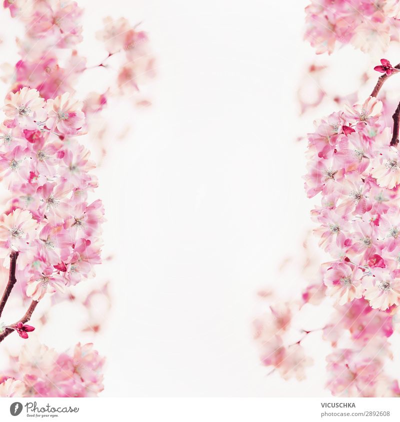 Spring blossom frame on white background Lifestyle Design Summer Nature Plant Leaf Blossom Blossoming Pink Background picture Cherry blossom Bright background