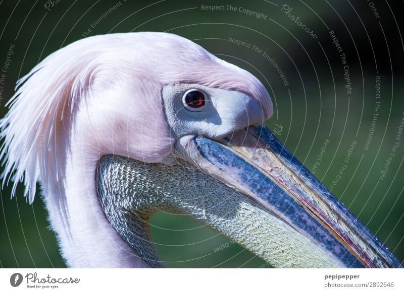 pelican Animal Farm animal Bird Animal face Pelican Looking Pink Eyes Beak Neck Feather Head Colour photo Long shot Animal portrait