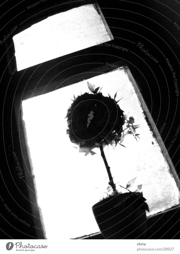 scrawny rosebush Window Flower Rose Dark Obscure Black & white photo Perspective Silhouette Bright