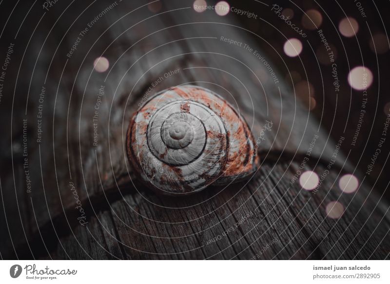 snail in the nature in springtime Snail Animal Bug White Insect Small Shell Spiral Nature Plant Garden Exterior shot Fragile Cute Beauty Photography Loneliness