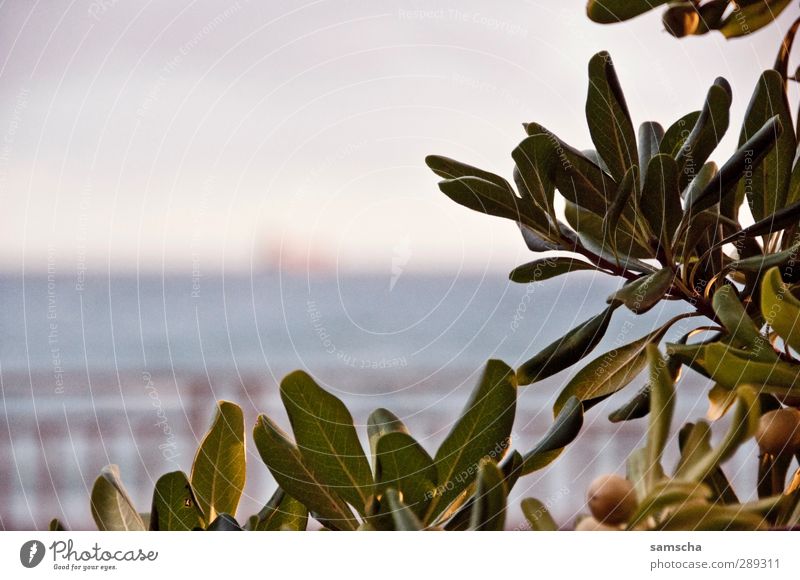 out at sea II Economy Industry Trade Logistics Environment Nature Landscape Plant Water Sky Clouds Bushes Leaf Foliage plant Wild plant Park Coast Ocean