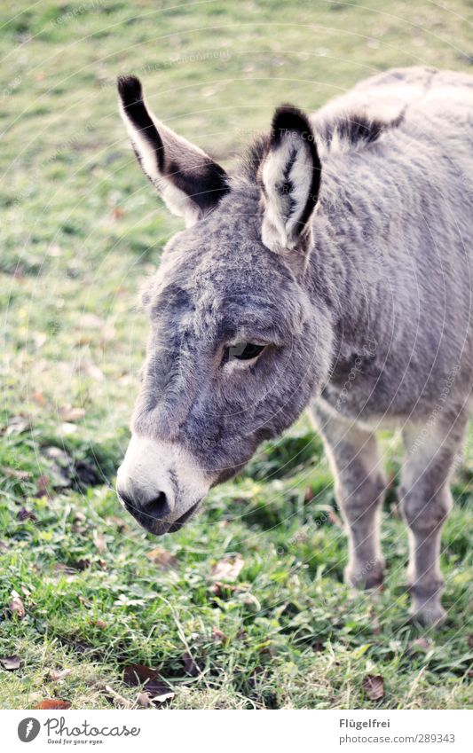 fleece package Animal 1 Stand Donkey Meadow Ear Elapse Loneliness eavesdrop Think Cute Gray Colour photo Subdued colour Exterior shot Day