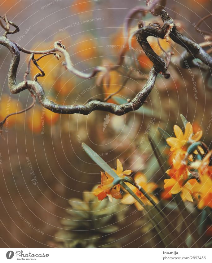 _ Environment Nature Plant Flower Yellow Spring flower Narcissus Colour photo Subdued colour Multicoloured Exterior shot Deserted Copy Space left