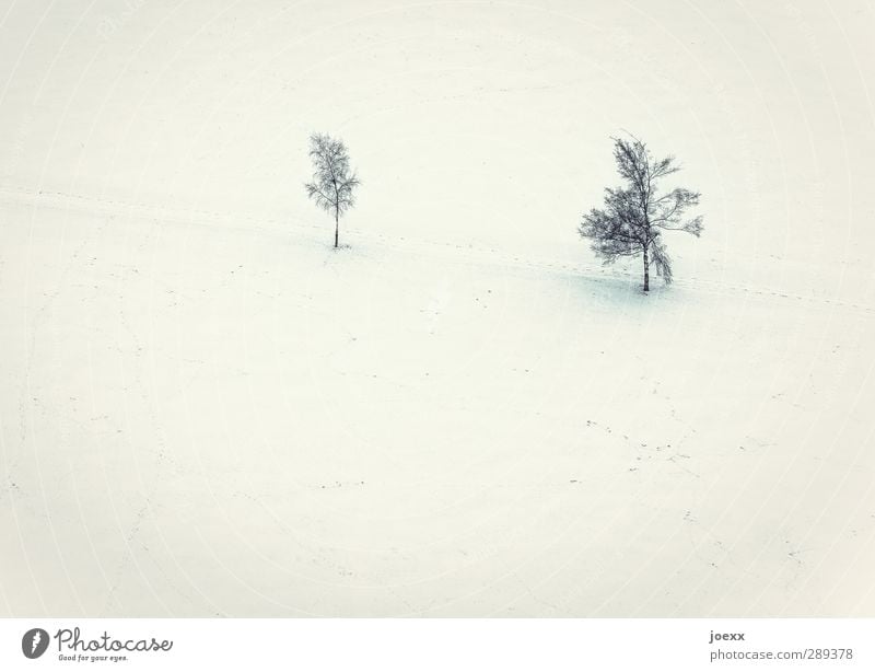 RENEWS Landscape Winter Ice Frost Snow Tree Field Bright Cold Yellow Black White Relationship Idyll Environment Lanes & trails Colour photo Subdued colour