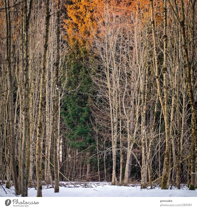 winter solstice Nature Landscape Winter Snow Tree Forest Emotions Fatigue Longing Idyll Winter solstice remaining light Last round Orange Green End New start